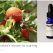 Rosehip Oil: nature’s answer to scarring