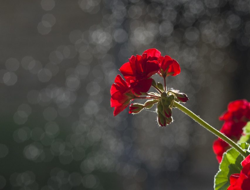 H BY MAIA GERANIUM OIL