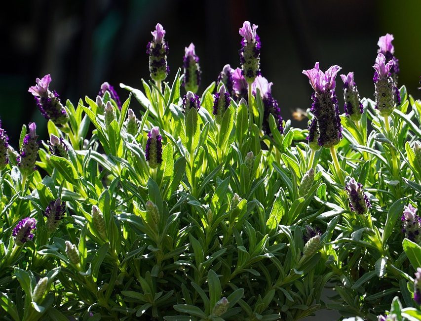 H BY MAIA LAVANDER OIL