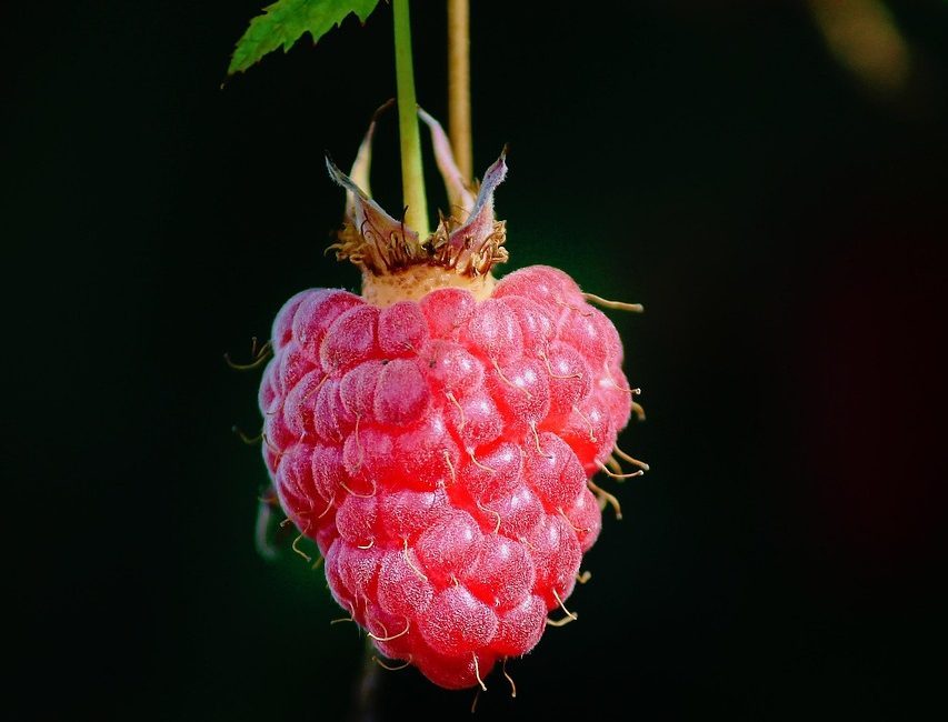 h by maia raspberry seed oil