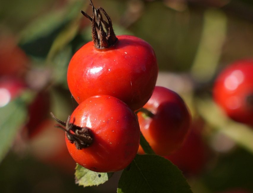 H BY MAIA rosehip oil